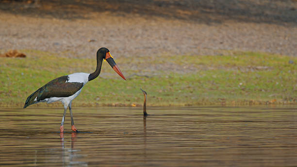 istock Saddle-billed Stork Gracefully Wading in Shallow Water 2225253698