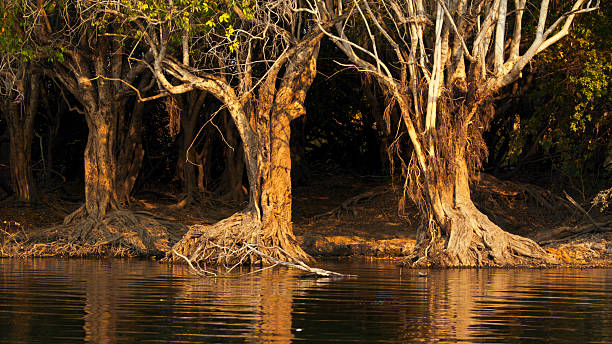 istock Ancient Trees with Exposed Roots Overhanging a Serene Riverbank 2225253699