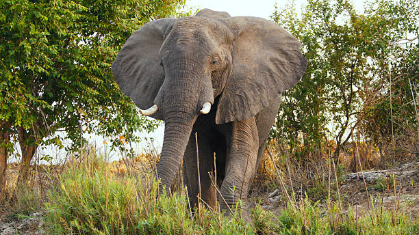 istock Majestic African Elephant Standing Amidst Lush Savanna Vegetation 2225253703
