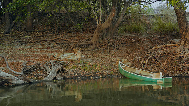 istock Lions Resting by Kafue River with Canoe in Foreground 2225253718