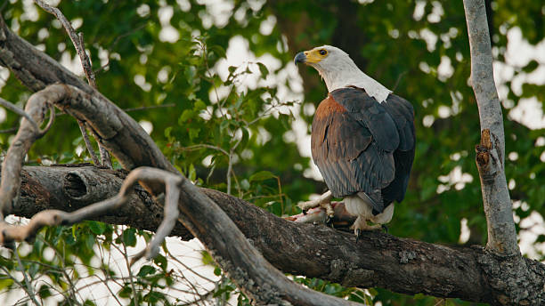istock Majestic African Fish Eagle Perched on Tree in Natural Habitat 2225253732