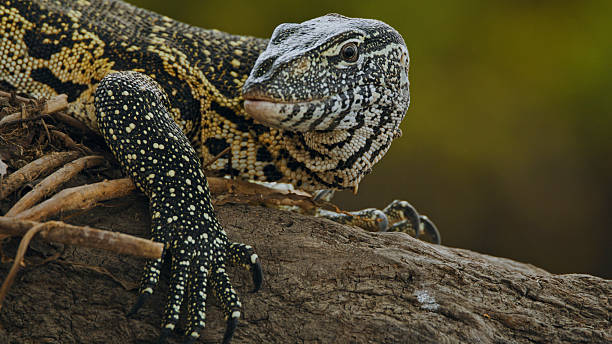 Nile Monitor Lizard Perched on Tree in Kafue National Park