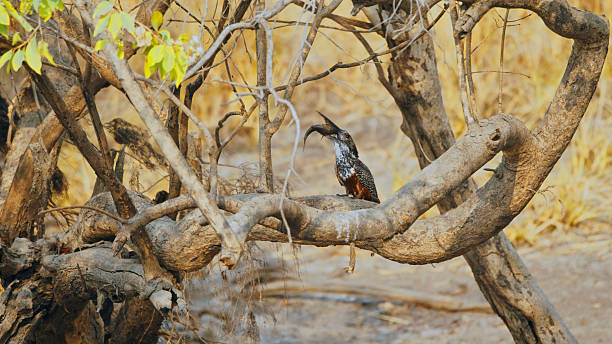 istock Giant Kingfisher Perched on Branch with Fish in Beak in African Park 2225253734