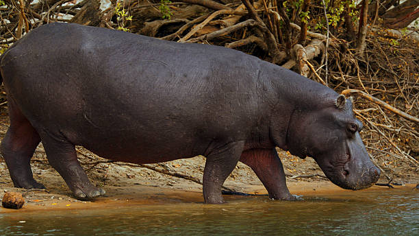 istock Solitary Hippo Strolling Along Riverbank with Dense Vegetation 2225253735
