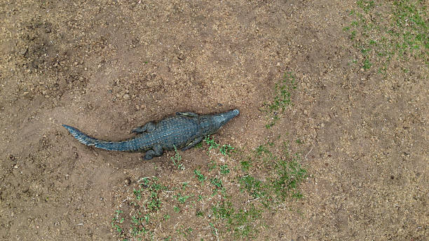 istock Top View of Nile Crocodile Lying on Dry, Sandy Ground 2225253741
