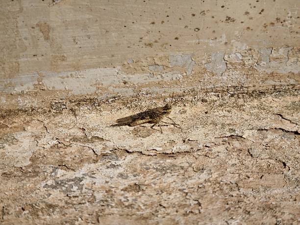A detailed close-up of a grasshopper resting outside
