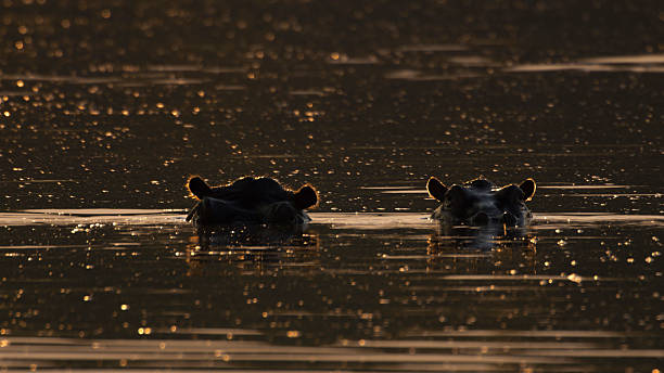 istock Silhouetted Hippos in Tranquil River at Sunset 2225254257