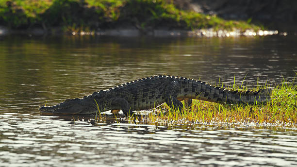 istock Nile Crocodile Approaching Water's Edge in Kafue National Park 2225254260