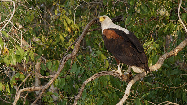 istock African Fish Eagle Resting on Tree Branch in Verdant Forest 2225254265