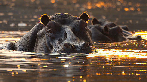 istock Hippos Enjoying a Serene Swim in Sunlit River 2225254266