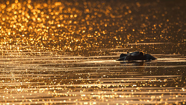 istock Lone Hippo Emerging Amidst Golden Sunlit Reflections in Kafue River 2225254270