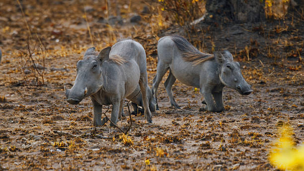 Warthog walking with four piglets on a dry summer's afternoon in the Kruger National Park in black and white.
