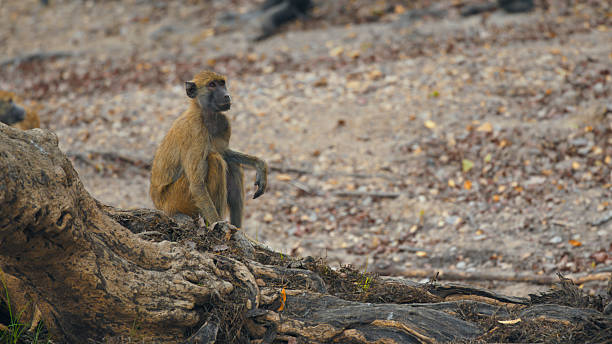 A yellow baboon sits on a large tree root in a natural setting, gazing into the distance. The earthy tones of the environment complement the baboon's fur, creating a serene wildlife scene.