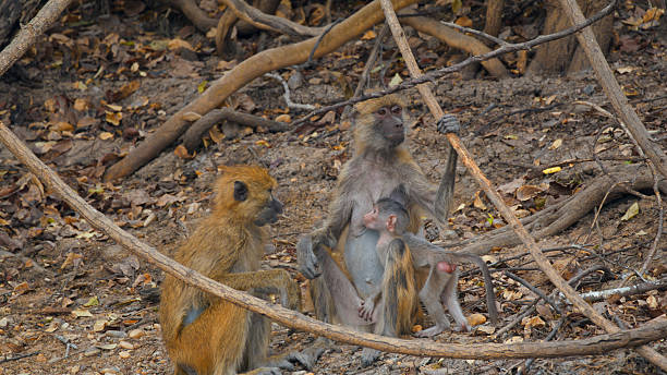 A family of yellow baboons sits together on a forest floor. An adult baboon watches over two young ones engaging in playful interaction among scattered leaves and branches.