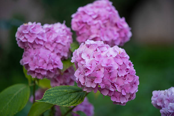 istock beautiful pink hydrangea flowers in the garden 2225257676