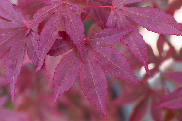 istock close up of beautiful red maple tree leaves 2225257701