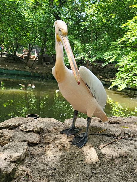 istock Nature animals birds mallorca beach summer fish 2225259473
