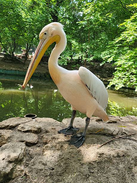 istock Nature animals birds mallorca beach summer fish 2225259490