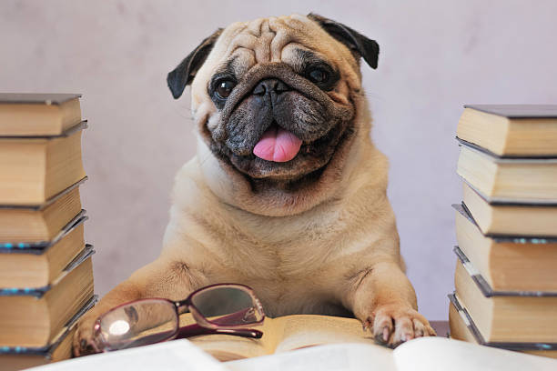 istock Scholarly Pug with Books and Glasses 2225259603