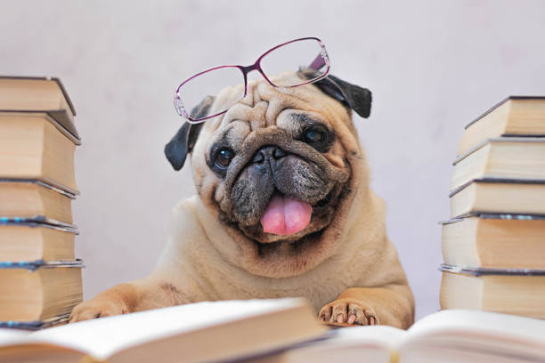 istock Smart Pug with Glasses Reading Books 2225259604