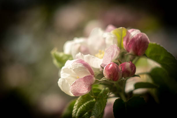 Close-up of delicate apple blossom (Malus domestica) positioned against a dark, muted backdrop, creating a striking contrast. Using the dark-flora technique, this image evokes moody elegance, botanical art, and springtime renewal—ideal for editorial, lifestyle, and design usage.