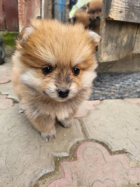 istock Dog cute food 2225259752