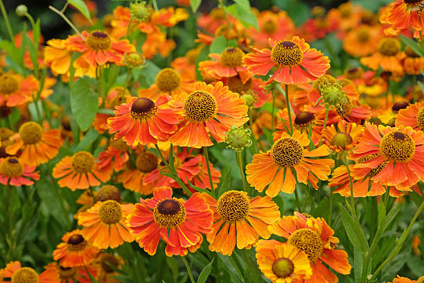 istock Orange and yellow helenium sneezeweed, 'Waltraut' in flower. 2225260130
