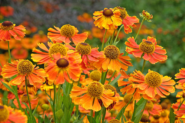 istock Orange and yellow helenium sneezeweed, 'Waltraut' in flower. 2225260138