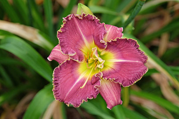 istock Pink and purple Hemerocallis daylily 'Raspberry Eclipse' in flower. 2225260174