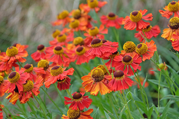 istock Red helenium sneezeweed, 'Moerheim Beauty' in flower. 2225260380