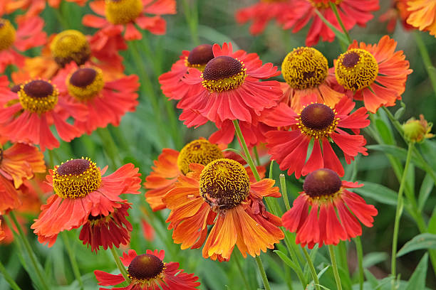 istock Red helenium sneezeweed, 'Moerheim Beauty' in flower. 2225260384