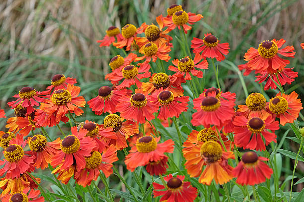 istock Red helenium sneezeweed, 'Moerheim Beauty' in flower. 2225260388