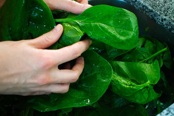 istock Woman's hands washing spinach leaves in the sink 2225260575
