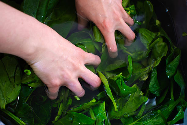 istock Hands washing raw spinach leaves in the sink 2225260584