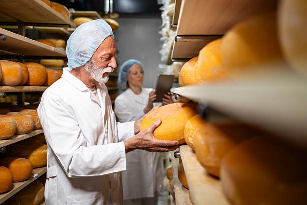 Working in cheese production factory.