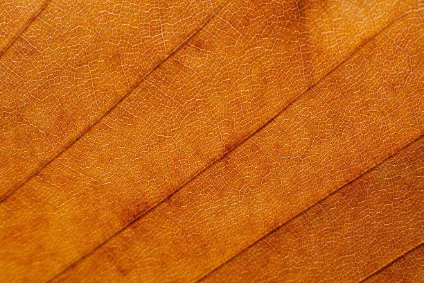 close-up texture and fibers, veins on a leaf
