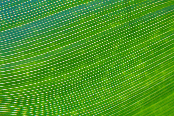 Green Leaf Ombre Striped Natural Foliate Pattern Vein Aspidistra Macro Photography Copy Space Background for presentation, flyer, card, poster, brochure, banner Soft Selective Focus