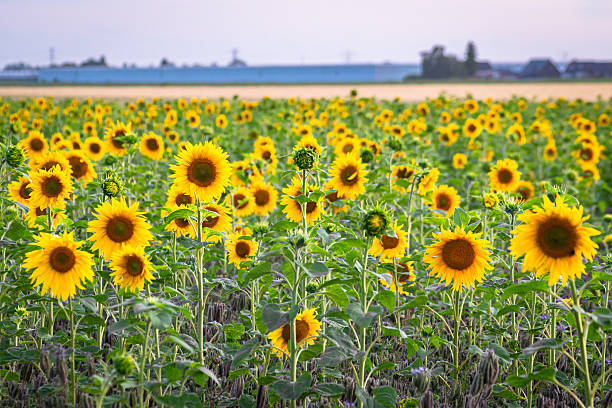 istock Summertime, Bright Flowering Sunflowers in a Field 2225263040