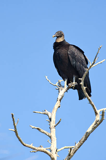 istock Black Vulture Waiting Patiently 2225264622