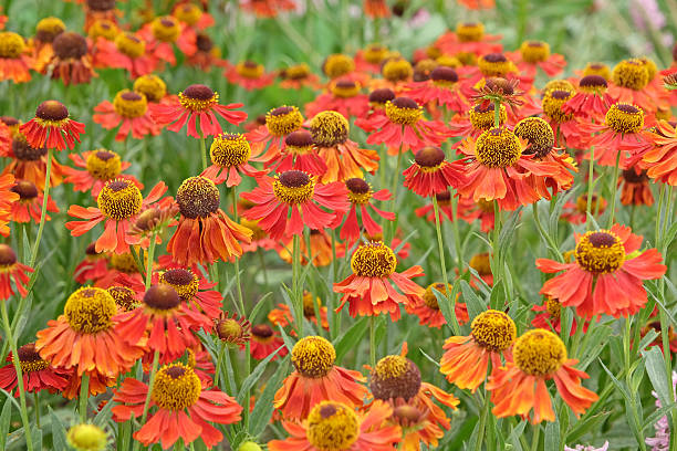 istock Red helenium sneezeweed, 'Moerheim Beauty' in flower. 2225265660