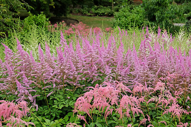 Pink Astilbe arendsii 'Amethyst' in flower during the summer months.