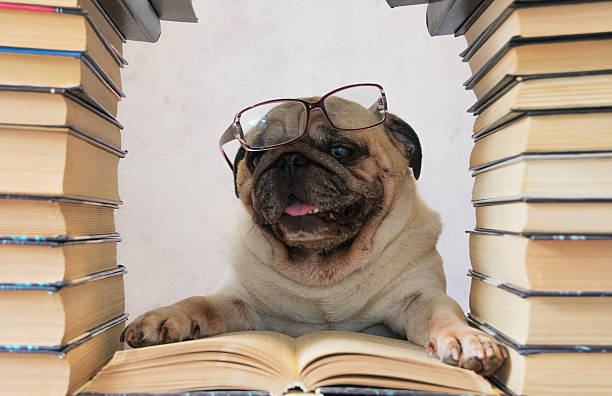 istock Studious Pug Wearing Glasses with Books 2225266354