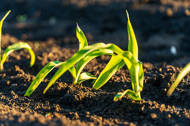 Newly sprouted corn plants emerge from dark soil in a field at dawn highlighting a fresh start in agriculture