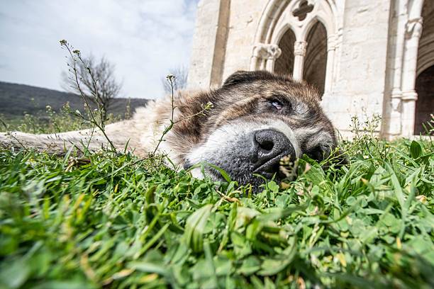 A large dog rests peacefully on grass in front of an ancient stone building, showcasing a serene outdoor scene.