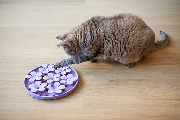 istock Mature tabby Cat Eating from Purple Flower-Shaped puzzle Feeder 2225266655