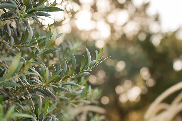 istock Tuscan Olive Tree Branches in Gold-Hour Sunlight in Central Florida 2225266682