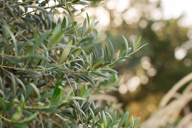 Tuscan Olive Tree Branches in Gold-Hour Sunlight in Central Florida.