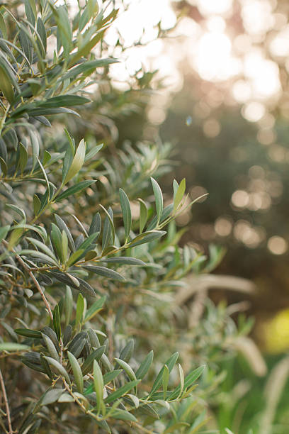 istock Tuscan Olive Tree Branches in Gold-Hour Sunlight in Central Florida 2225266694