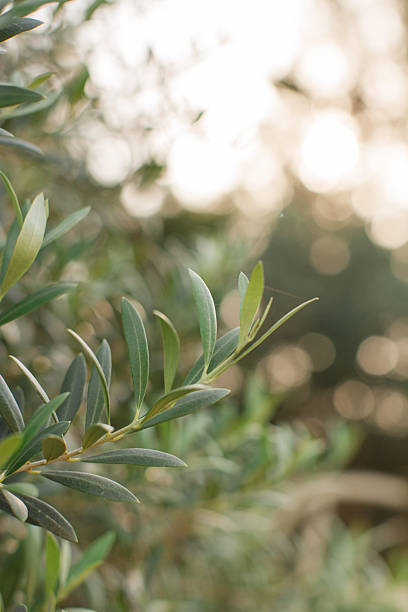 istock Tuscan Olive Tree Branches in Gold-Hour Sunlight in Central Florida 2225266695