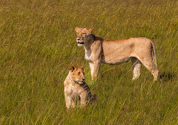 A lioness stands watch while her cub sits nearby in the tall grass of Maasai Mara National Reserve, Kenya.
